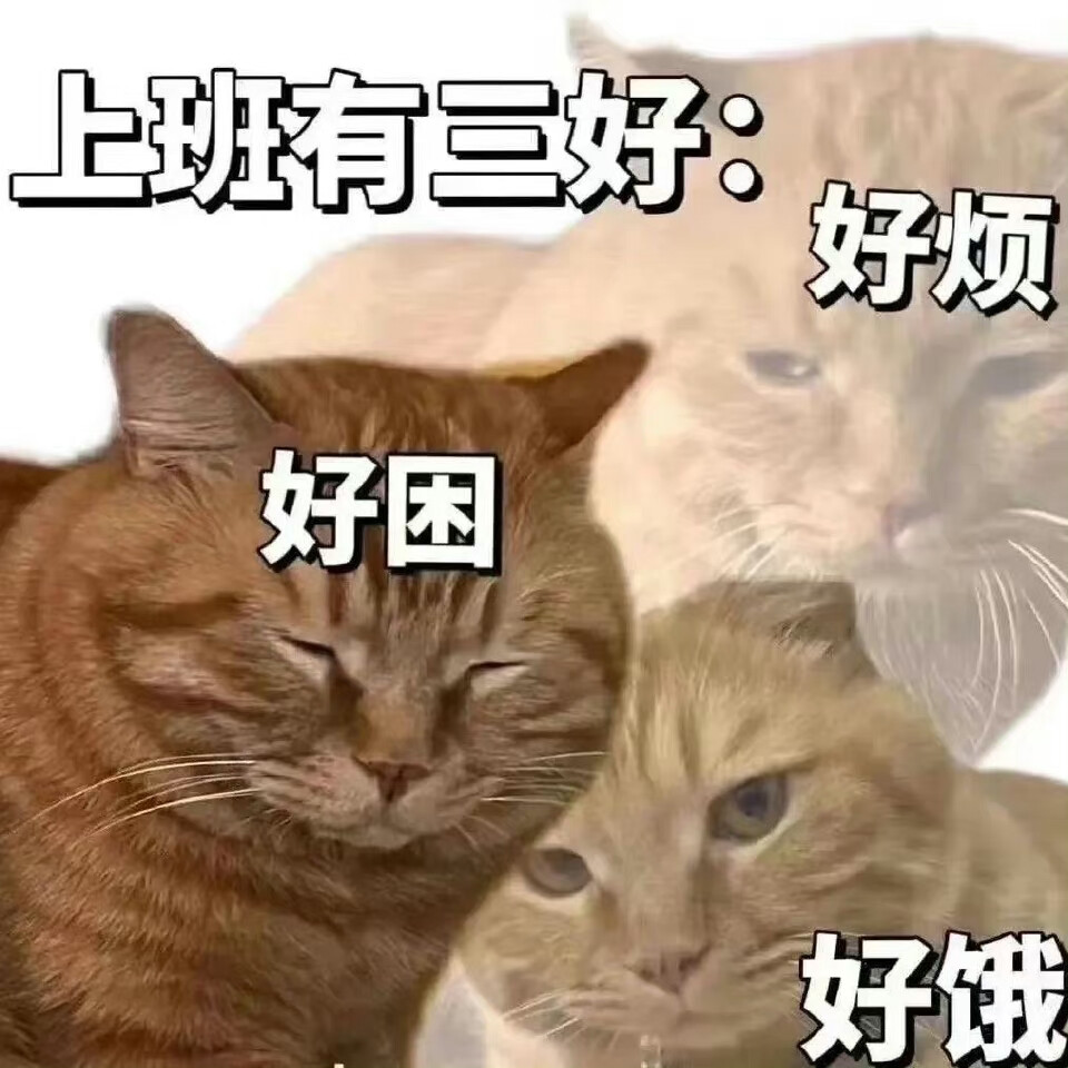 猫咪表情包