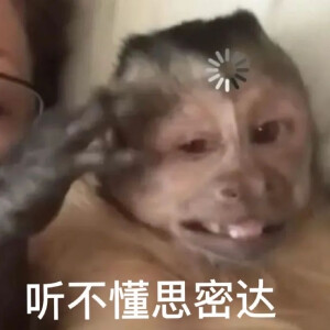 沙雕动物表情包