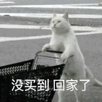 沙雕猫咪表情包