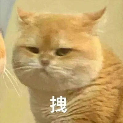 沙雕猫咪表情包