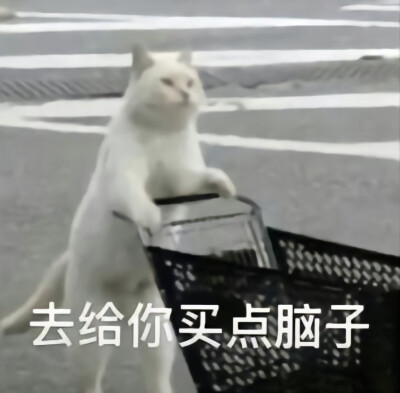 沙雕猫咪表情包