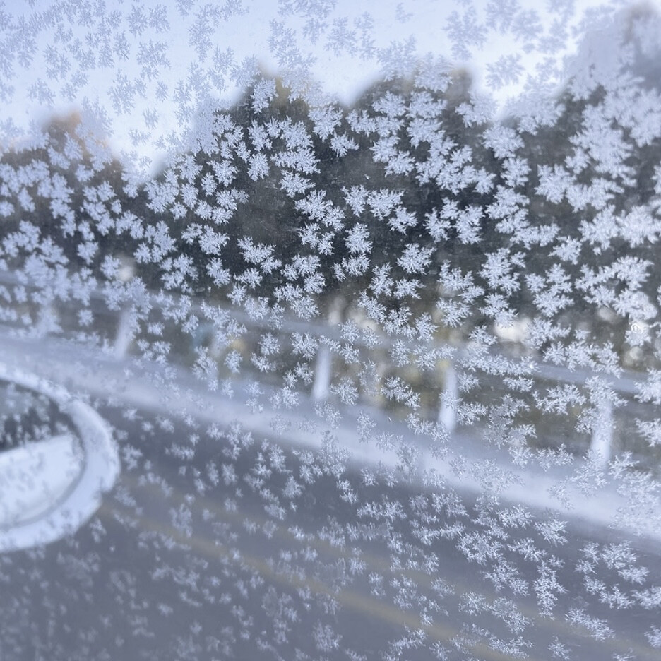 你是我藏在第五季的永生花