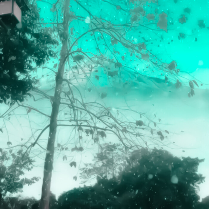 误入清晨潮湿的森林