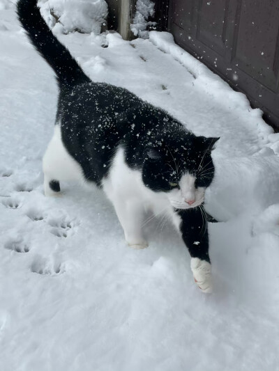 “希望猫咪都能度过寒冬 拜托了” ​​​