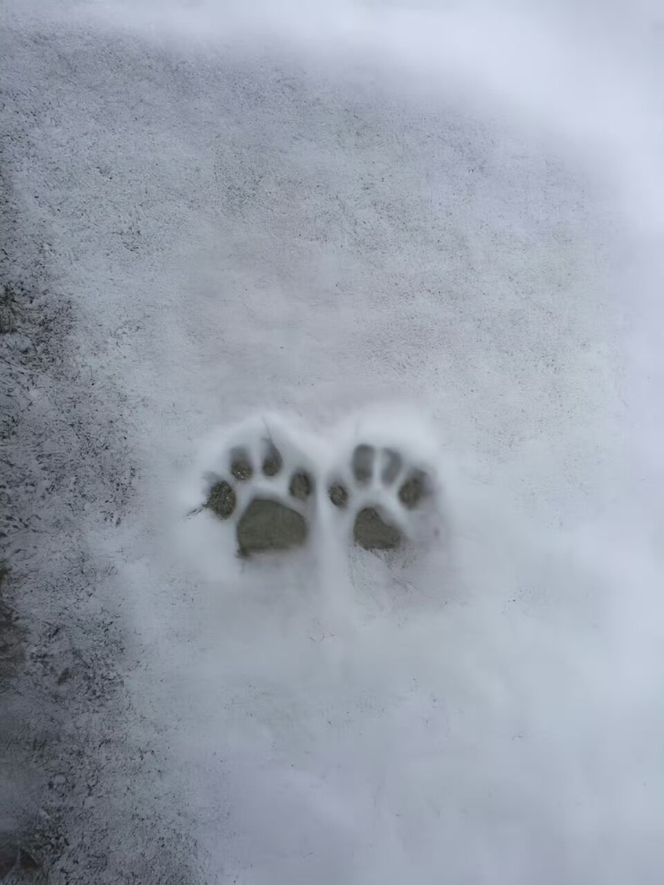 “希望猫咪都能度过寒冬 拜托了” ​​​