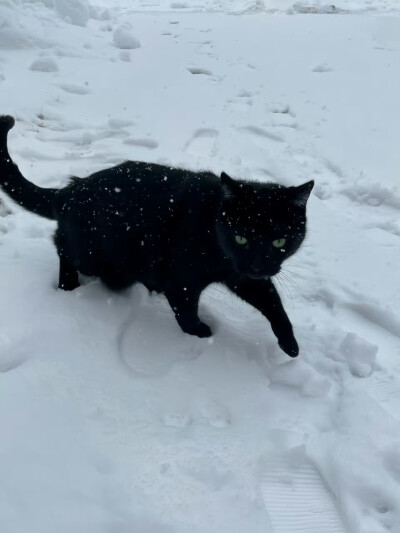 “希望猫咪都能度过寒冬 拜托了” ​​​