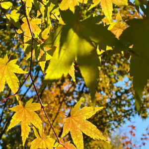 朋友圈背景图

“忘掉拥有过的花，去种有结果的树"

#无水印头像##头像##背景图##微信状态背景图##朋友圈背景图#