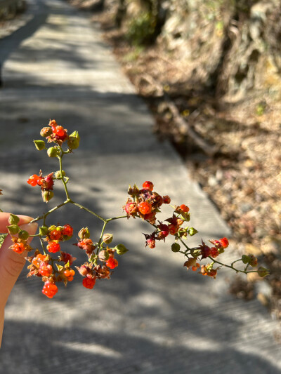 高粱泡