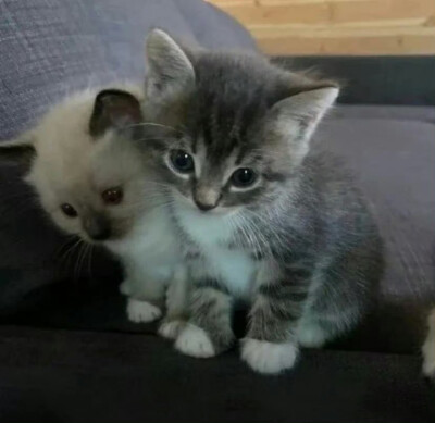 这个世界不能没有小猫