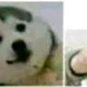 表情包
狗狗指枪
猫猫