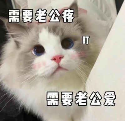 可爱猫咪表情包