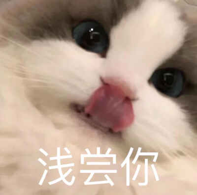 可爱猫咪表情包