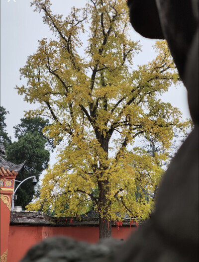 心有山水不造作，近而不争远是非，且停且望且随风，且行且看且从容。