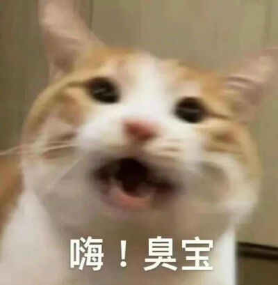 可爱猫咪表情包