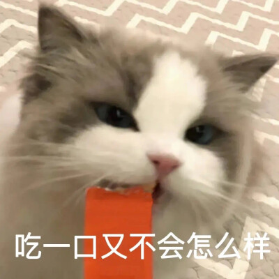 可爱猫咪表情包