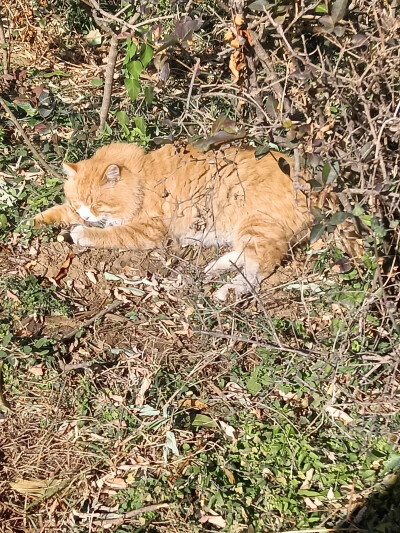 猫，羊，鸟