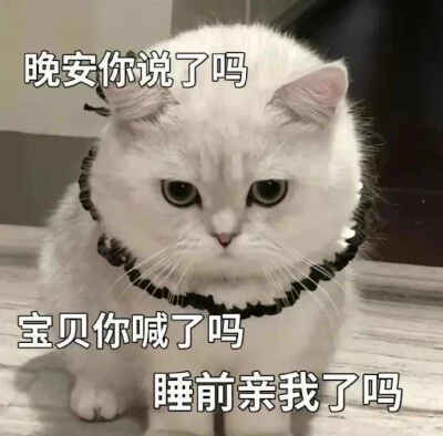 可爱猫咪表情包