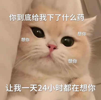 可爱猫咪表情包