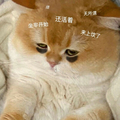 修猫表情包