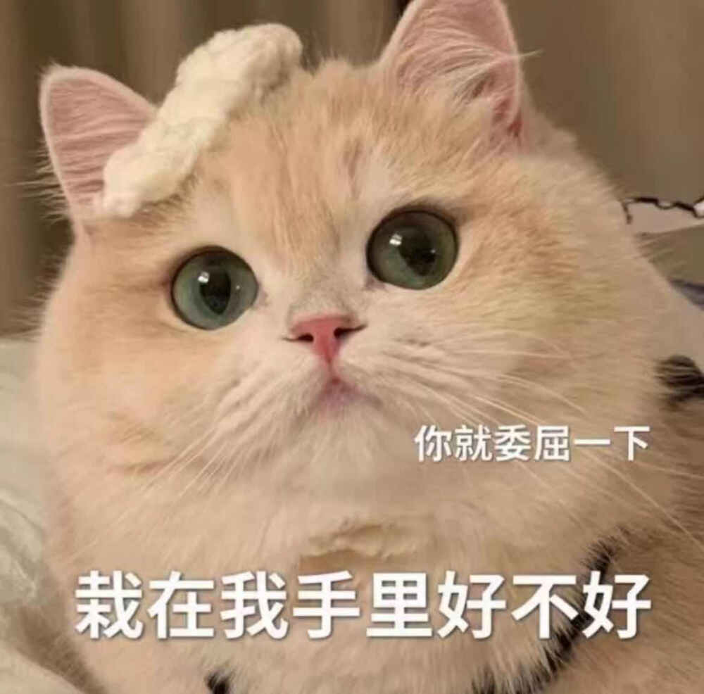 可爱猫咪表情包