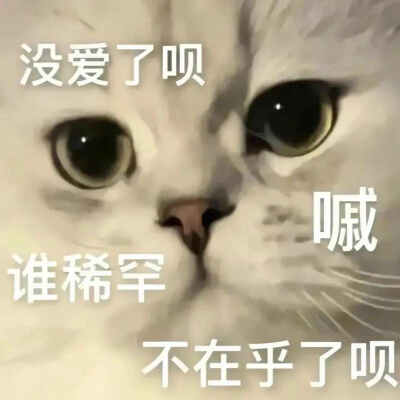 可爱猫咪表情包