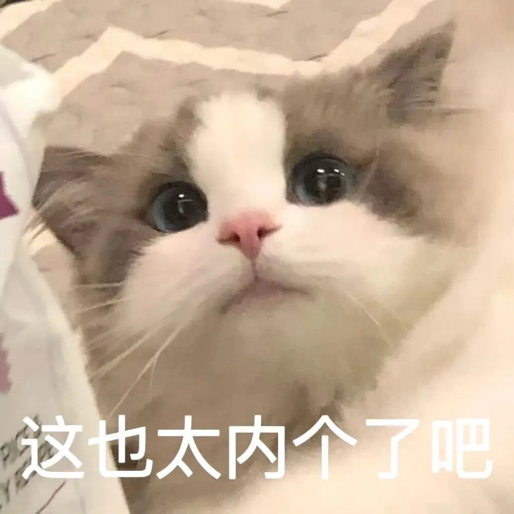 可爱猫咪表情包