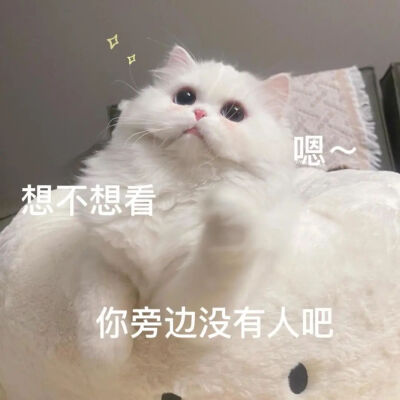 可爱猫咪表情包，撩男朋友专用