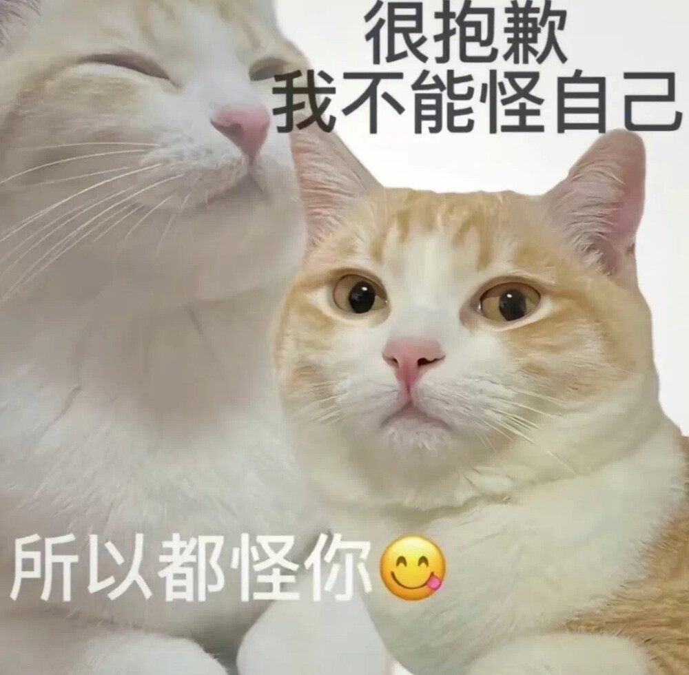 可爱猫咪表情包