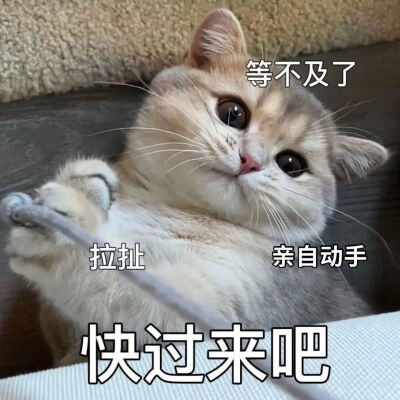 可爱猫咪表情包