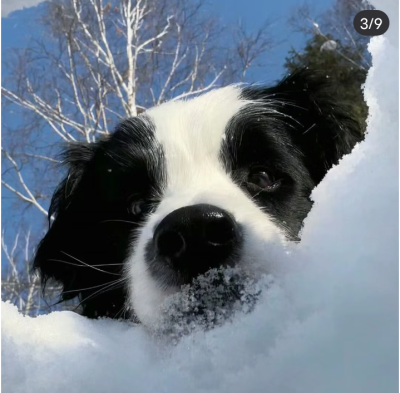 下雪了真好看哎对了你们那下雪了吗嘿嘿