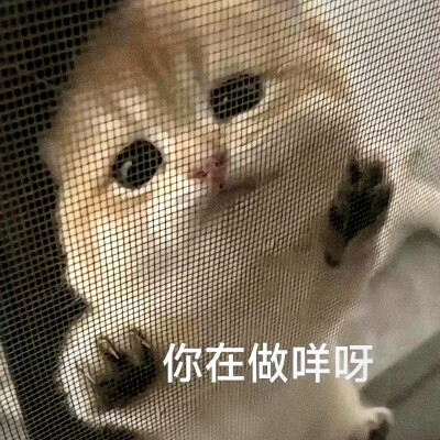 猫猫带文字表情包