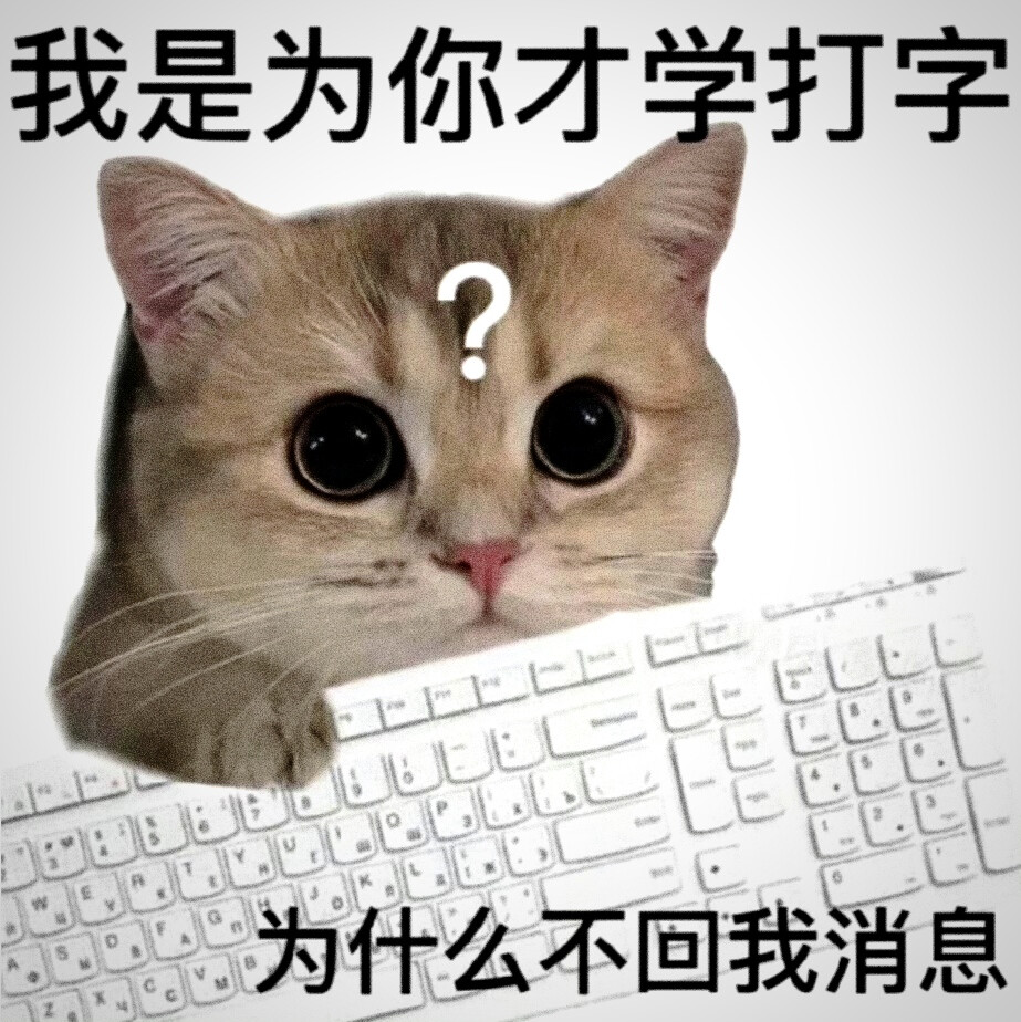 猫猫带文字表情包