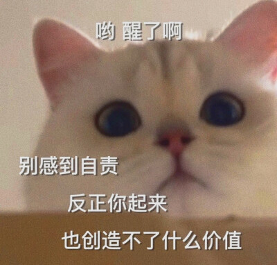 猫猫带文字表情包