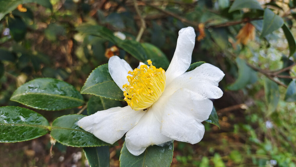 吉安随拍：冬季油茶花开