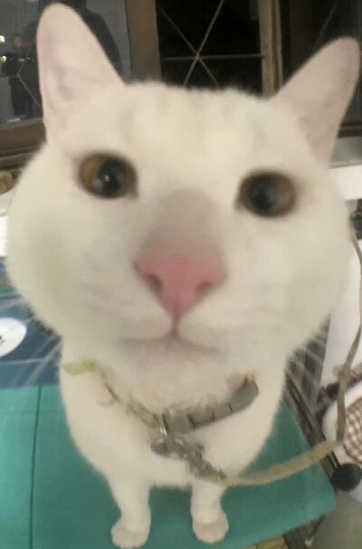 猫猫