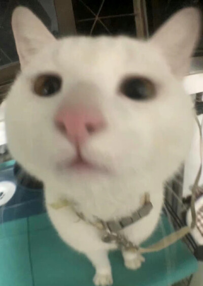 猫猫