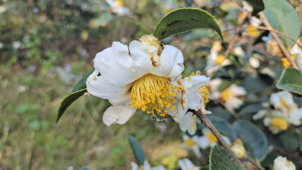 吉安随拍：冬季油茶花开