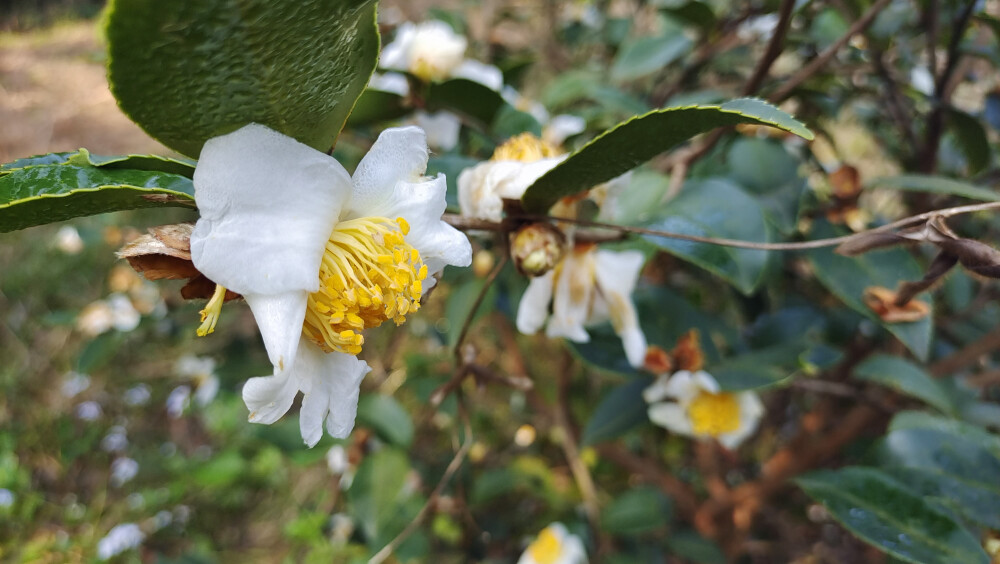 吉安随拍：冬季油茶花开