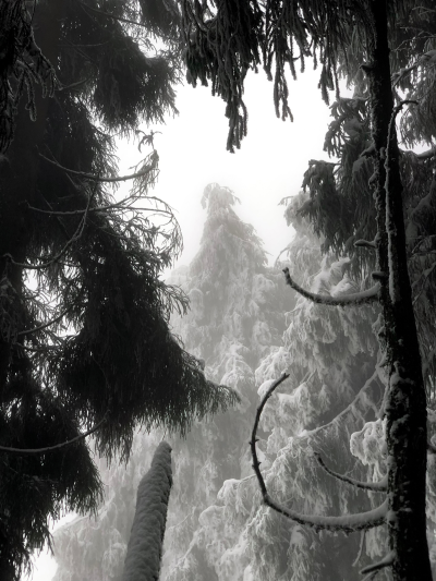 雪景背景图分享