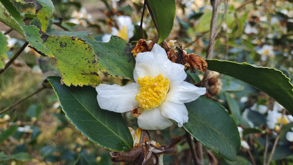 吉安随拍：冬季油茶花开