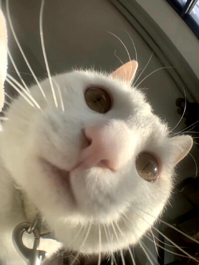 猫猫