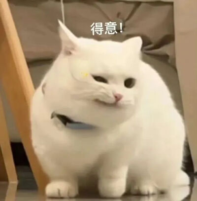 猫猫表情包