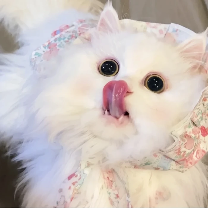 迷你小汤姆猫咪