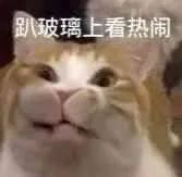 猫猫表情包