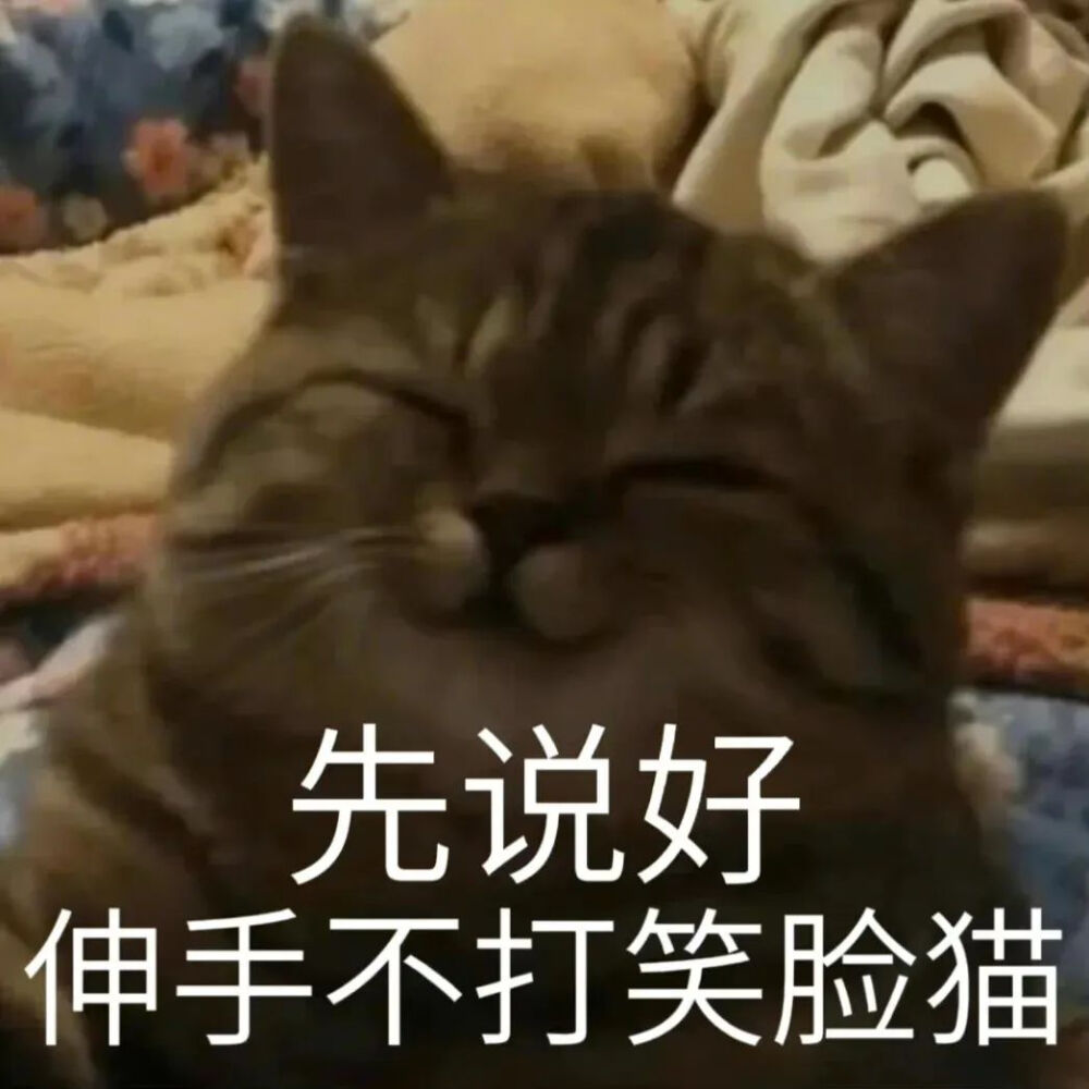 修猫表情包