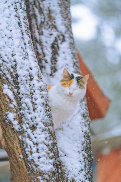 猫咪壁纸