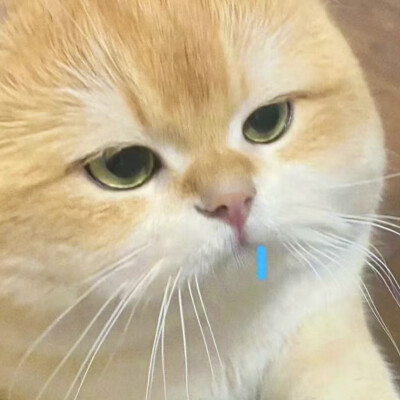 可爱小动物让你爱上她了