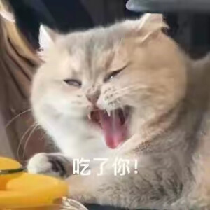 小猫