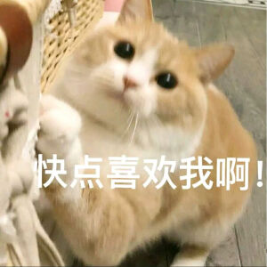 小猫