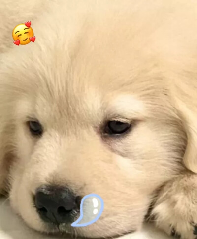 可爱小动物让你爱上她了